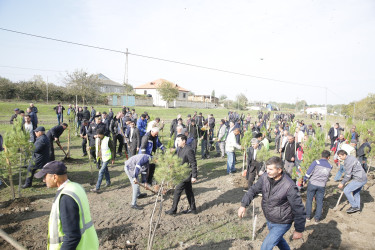 Xaçmaz rayonunda kütləvi ağacəkmə aksiyası bu dəfə Çinartala kəndində təşkil olunub.