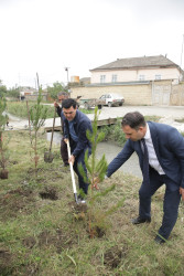 Xaçmaz rayonunda “Yaşıllaşdırma Marafonu” davam edir.