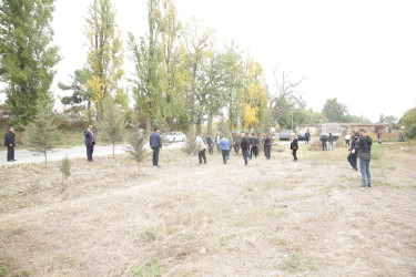 Xaçmaz rayonunda “Yaşıllaşdırma Marafonu” davam edir.