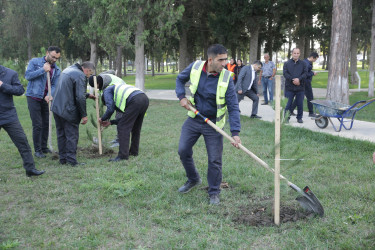 Xaçmaz rayonunda növbəti ağacəkmə aksiyası keçirilib.