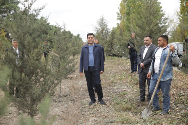 Xaçmaz rayonunda “Yaşıllaşdırma Marafonu” davam edir.