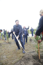 Xaçmaz rayonunda növbəti ağacəkmə aksiyası Aşağı Ləgər kəndində keçirilib.