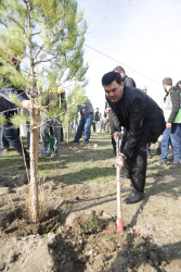 Xaçmaz rayonunda kütləvi ağacəkmə aksiyası bu dəfə Çinartala kəndində təşkil olunub.