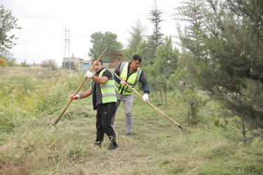 Xaçmaz rayonunda “Yaşıllaşdırma Marafonu” davam edir.