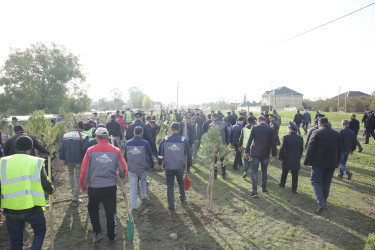 Xaçmaz rayonunda kütləvi ağacəkmə aksiyası bu dəfə Çinartala kəndində təşkil olunub.