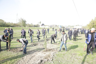 Xaçmaz rayonunda kütləvi ağacəkmə aksiyası bu dəfə Çinartala kəndində təşkil olunub.