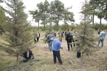 Xaçmaz rayonunda “Yaşıllaşdırma Marafonu” davam edir.