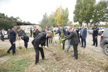 Xaçmaz rayonunda “Yaşıllaşdırma Marafonu” davam edir.