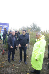 Xaçmaz rayonunda növbəti ağacəkmə aksiyası Aşağı Ləgər kəndində keçirilib.