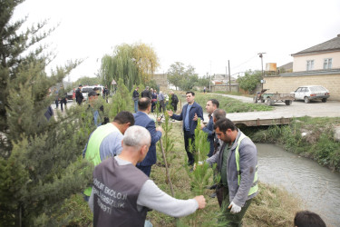 Xaçmaz rayonunda “Yaşıllaşdırma Marafonu” davam edir.